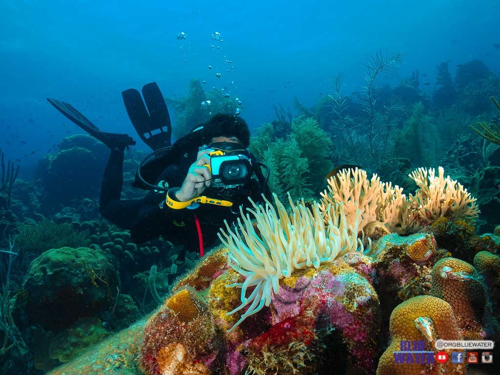 CURSO FOTOGRAFIA SUBMARINA EN LOS ROQUES -UNDERWATER PHOTOGRAPHER LOS ROQUES VENEZUELA