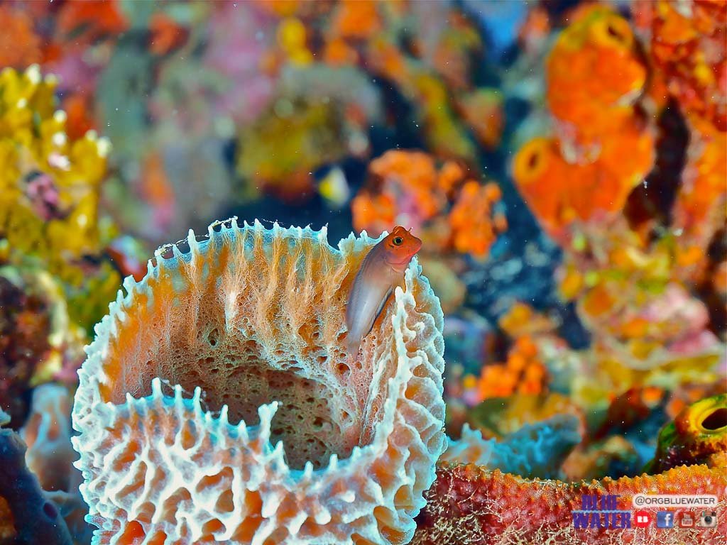 CORALREEF LOS ROQUES VENEZUELA