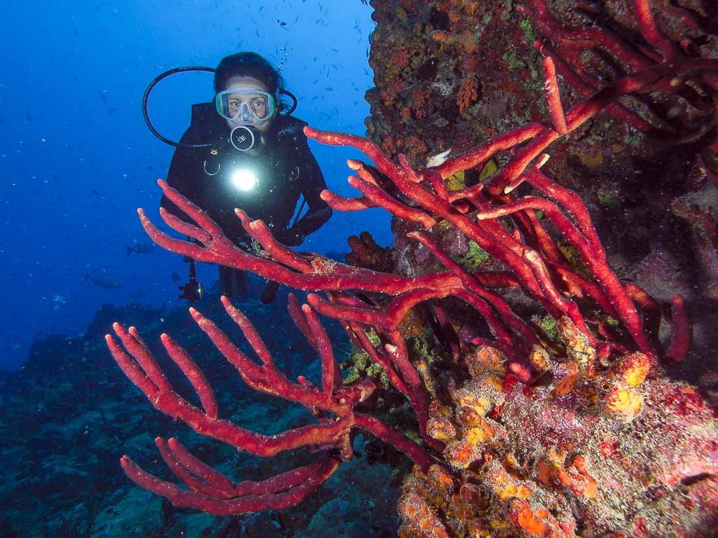 SCUBADIVER LOS ROQUES VENEZUELA ORGBLUEWATER