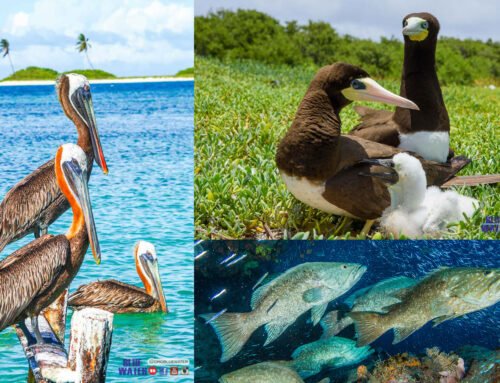 FAUNA